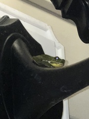 Hyla gratiosa