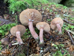 Lactarius camphoratus