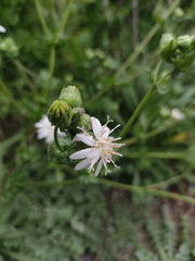 Moscharia pinnatifida