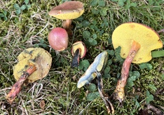Hortiboletus
