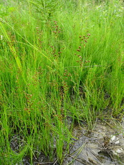 Juncus brachycephalus