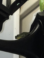 Hyla gratiosa