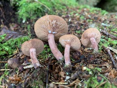 Lactarius camphoratus