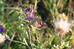 Anagrapha falcifera