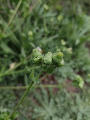 Moscharia pinnatifida