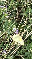 Colias philodice