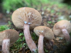 Lactarius camphoratus