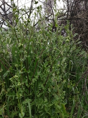 Moscharia pinnatifida