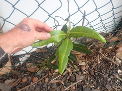Calophyllum inophyllum
