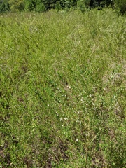 Lespedeza cuneata