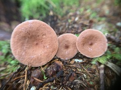 Lactarius camphoratus