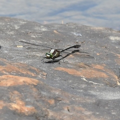Dromogomphus spinosus