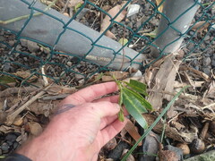 Calophyllum inophyllum