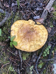 Suillus