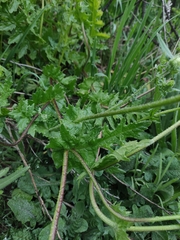 Moscharia pinnatifida