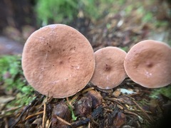 Lactarius camphoratus