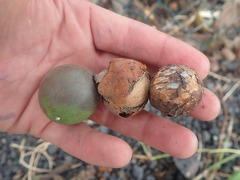 Calophyllum inophyllum