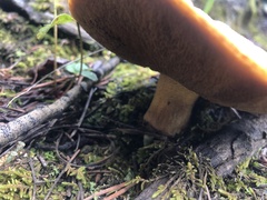 Suillus