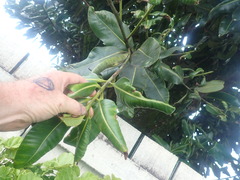 Calophyllum inophyllum