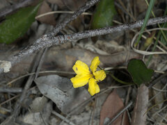 Goodenia hederacea