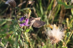 Anagrapha falcifera
