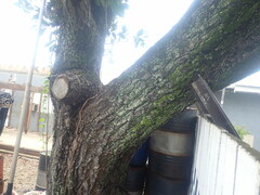 Calophyllum inophyllum