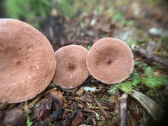 Lactarius camphoratus