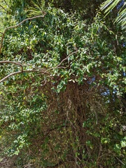 Lonicera japonica