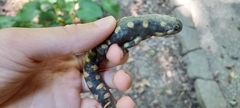 Ambystoma tigrinum