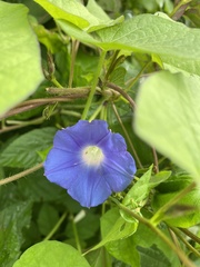 Ipomoea