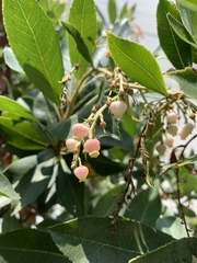 Arbutus × andrachnoides