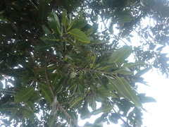 Calophyllum inophyllum