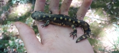 Ambystoma tigrinum