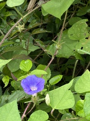 Ipomoea