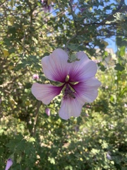 Malva subovata bicolor