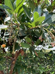 Arbutus × andrachnoides