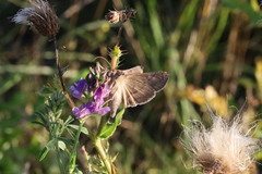 Anagrapha falcifera