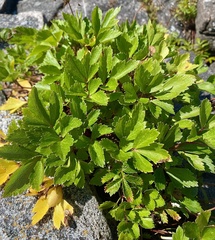Ligusticum scothicum