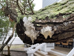 Tremella fuciformis