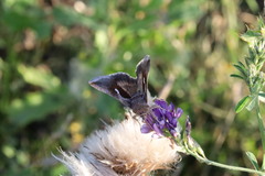 Anagrapha falcifera