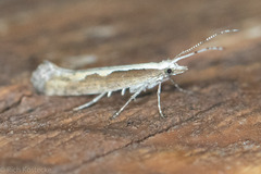 Plutella xylostella