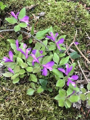 Polygaloides paucifolia