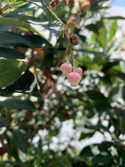 Arbutus × andrachnoides