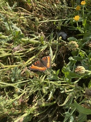 Aglais milberti