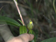 Hibbertia scandens
