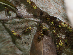 Ropalidia romandi