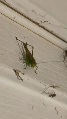Conocephalus fasciatus