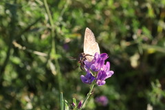 Anagrapha falcifera