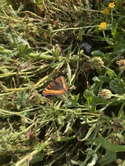 Aglais milberti