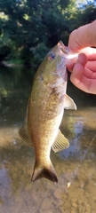 Micropterus dolomieu